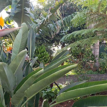 City View Gardens Funchal Dış mekan fotoğraf